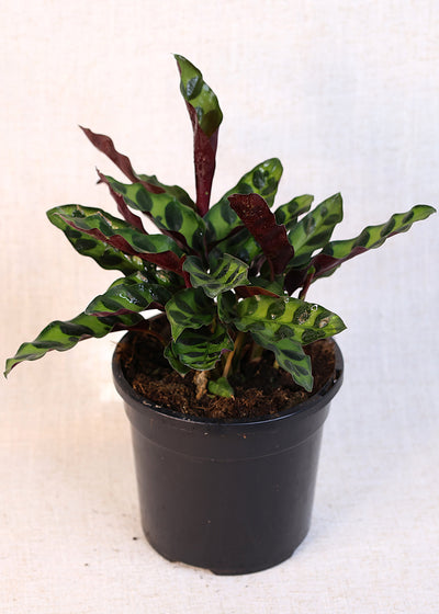 Calathea Rattlesnake (Calathea lancifolia) 130 mm