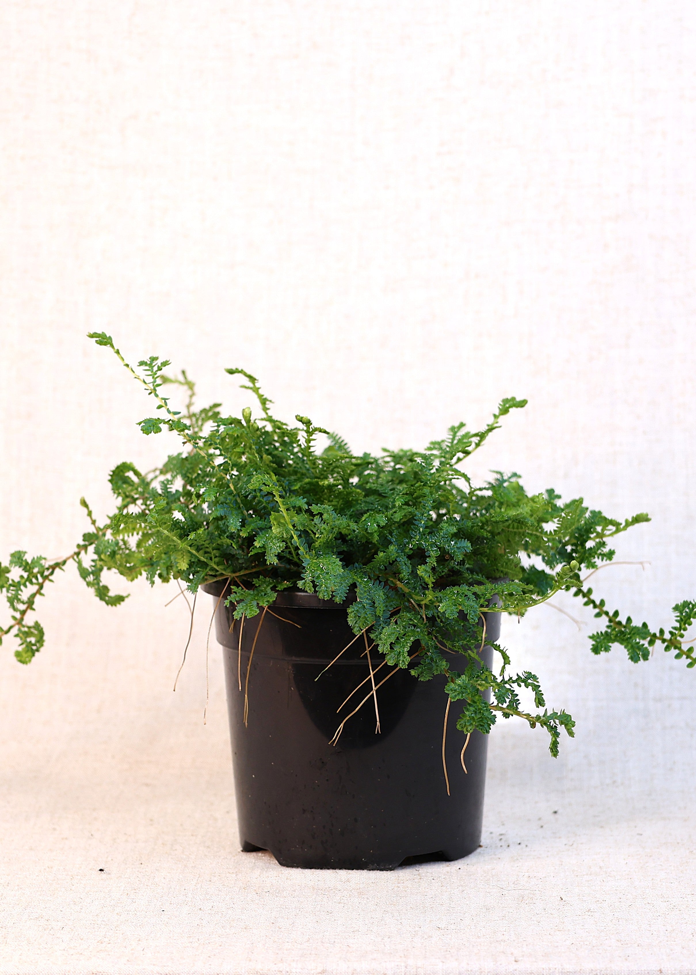 Peacock Moss (Selaginella uncinata) 130 mm