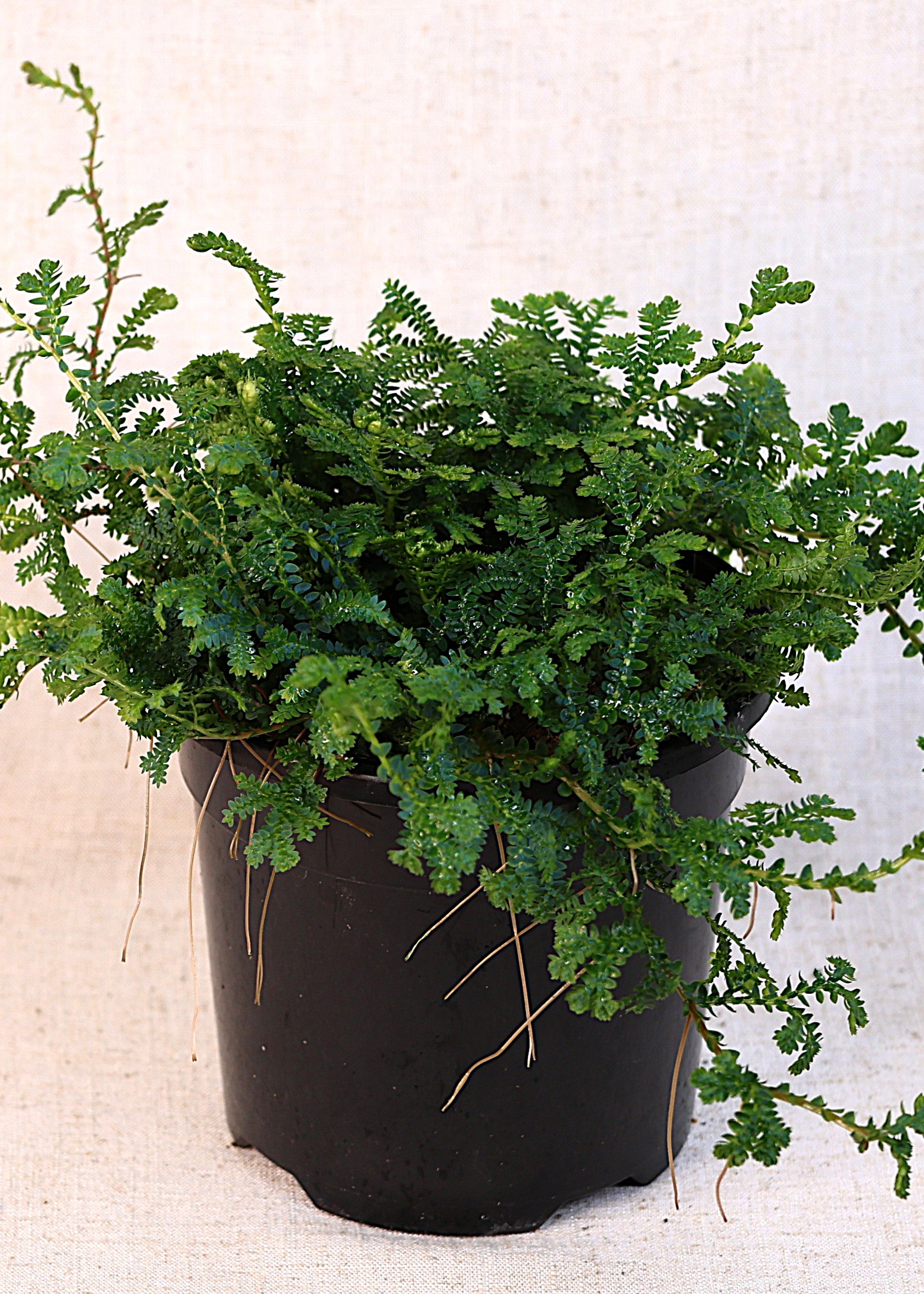 Peacock Moss (Selaginella uncinata) 130 mm