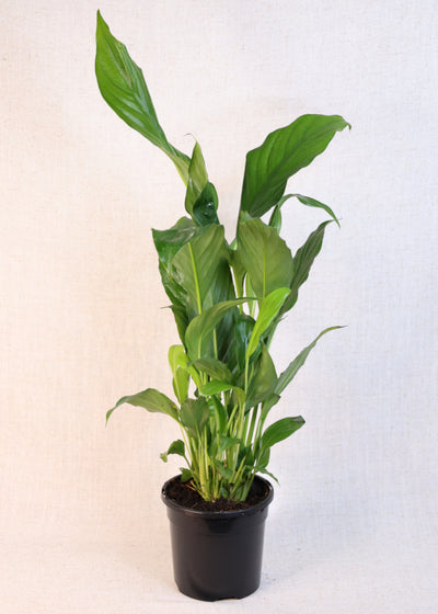 Peace Lily (Spathiphyllum wallisii) 130 mm