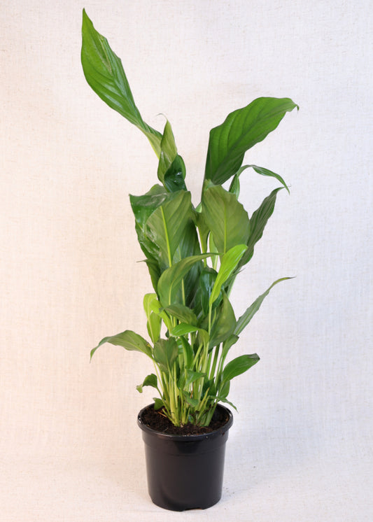 Peace Lily (Spathiphyllum wallisii) 130 mm