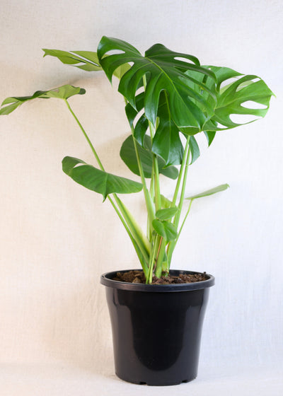 Monstera (Monstera deliciosa) 250 mm