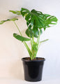 Monstera (Monstera deliciosa) 250 mm