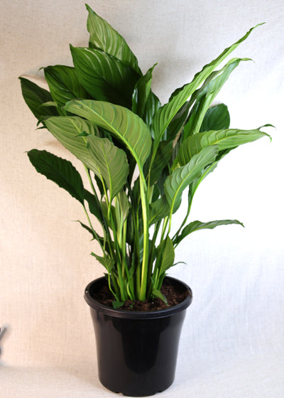 Peace Lily (Spathiphyllum wallisii) 250 mm