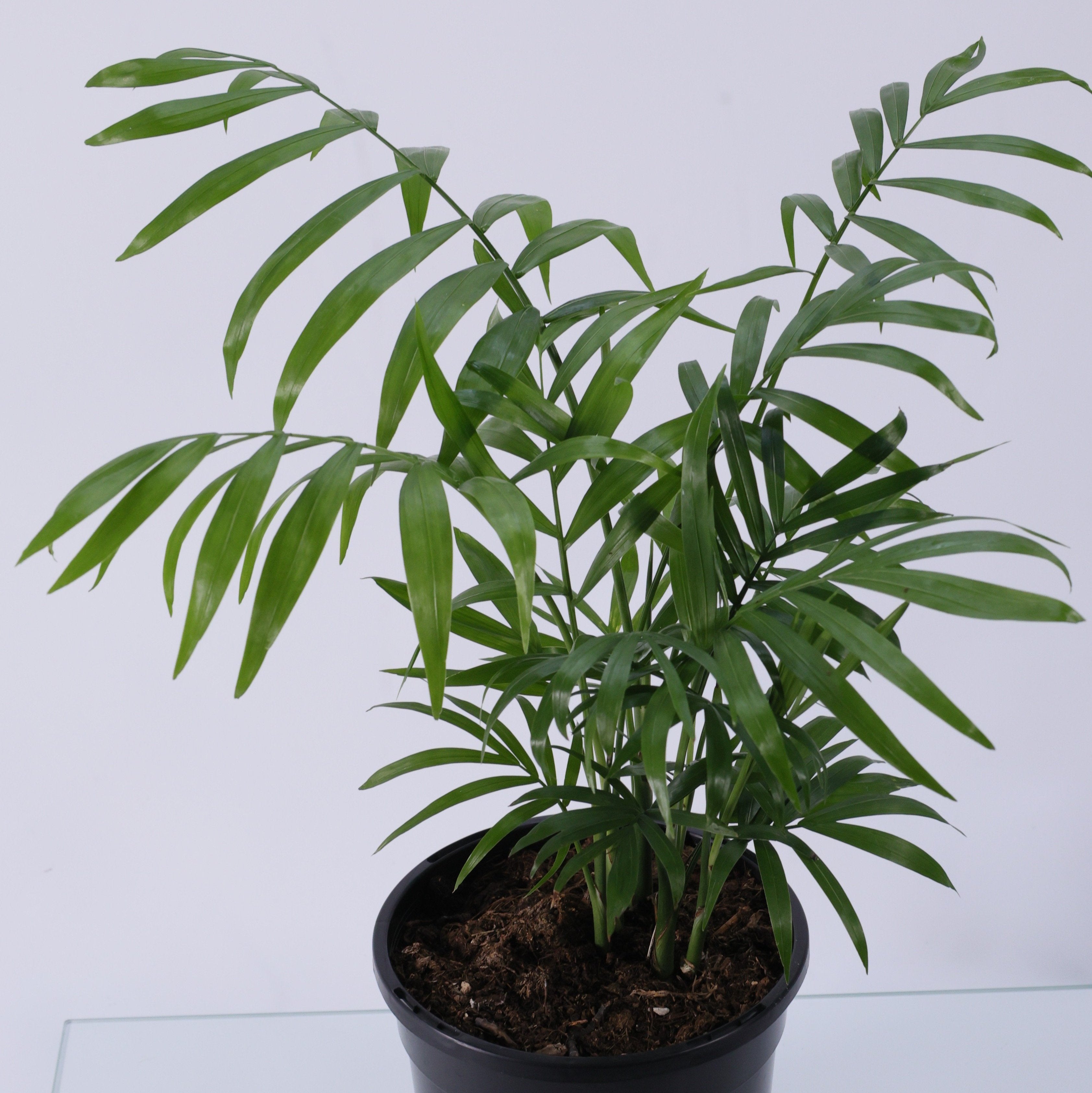 Parlor Palm (Chamaedorea elegans) 130 mm