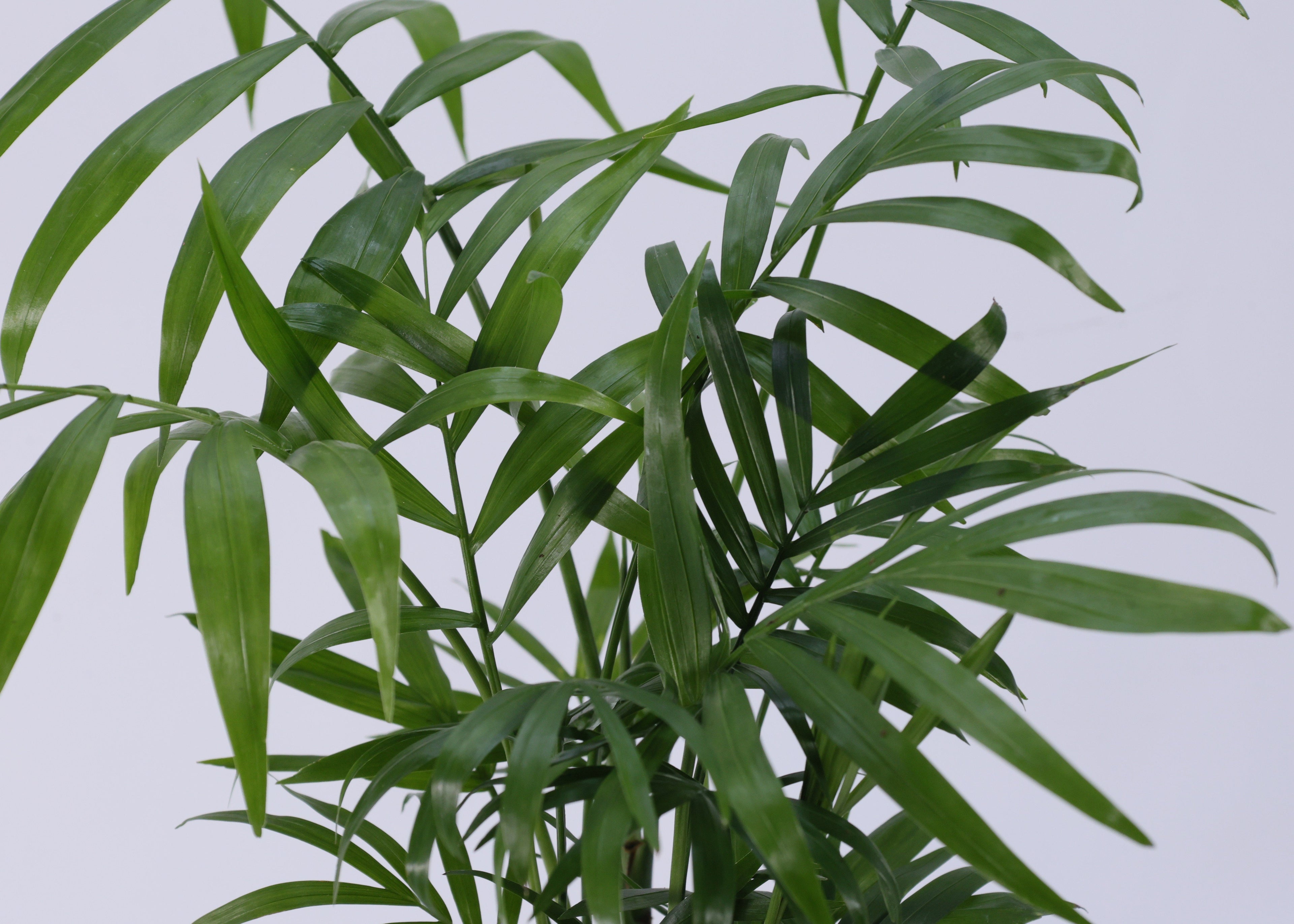 Parlor Palm (Chamaedorea elegans) 130 mm