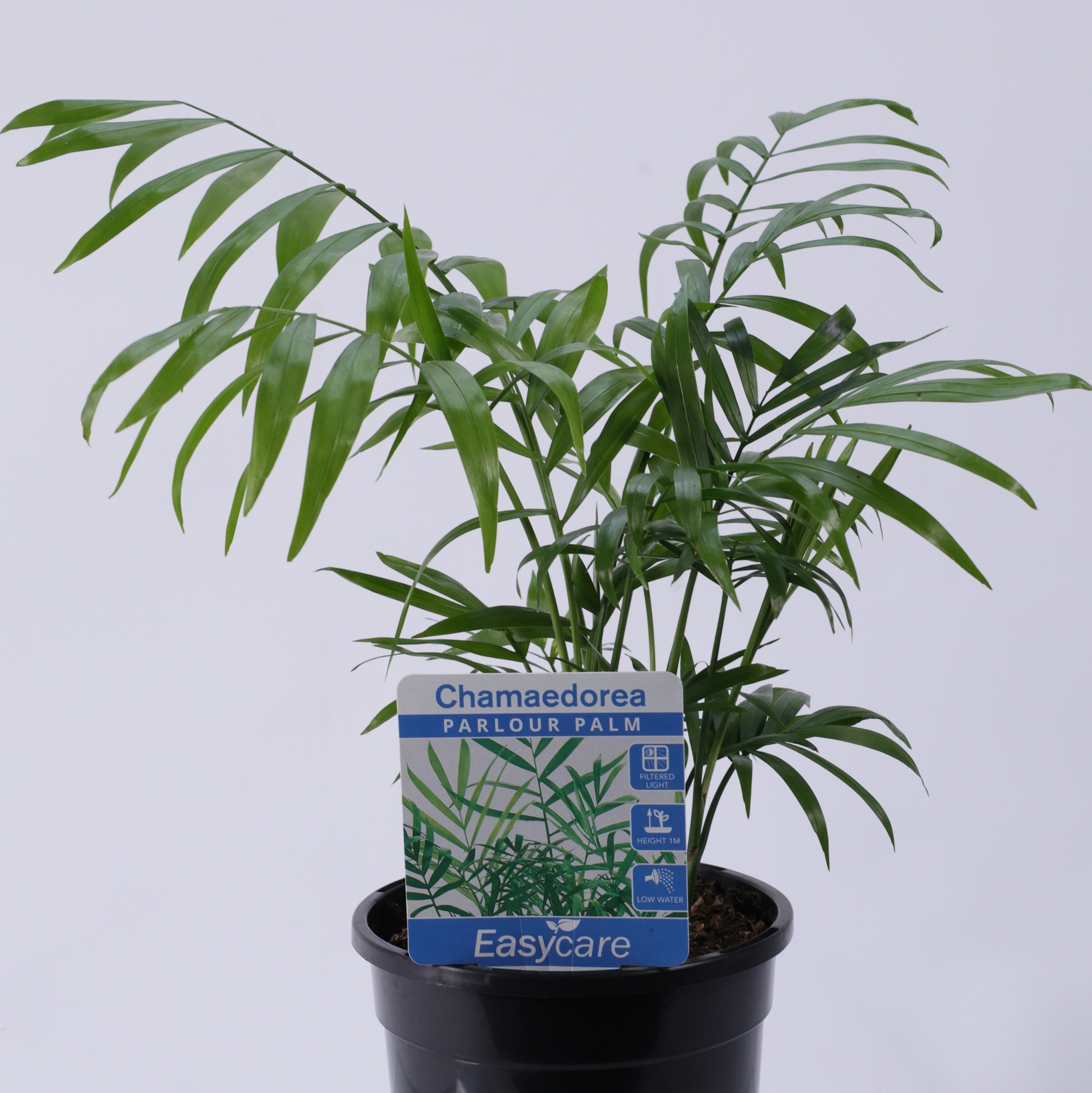 Parlor Palm (Chamaedorea elegans) 130 mm