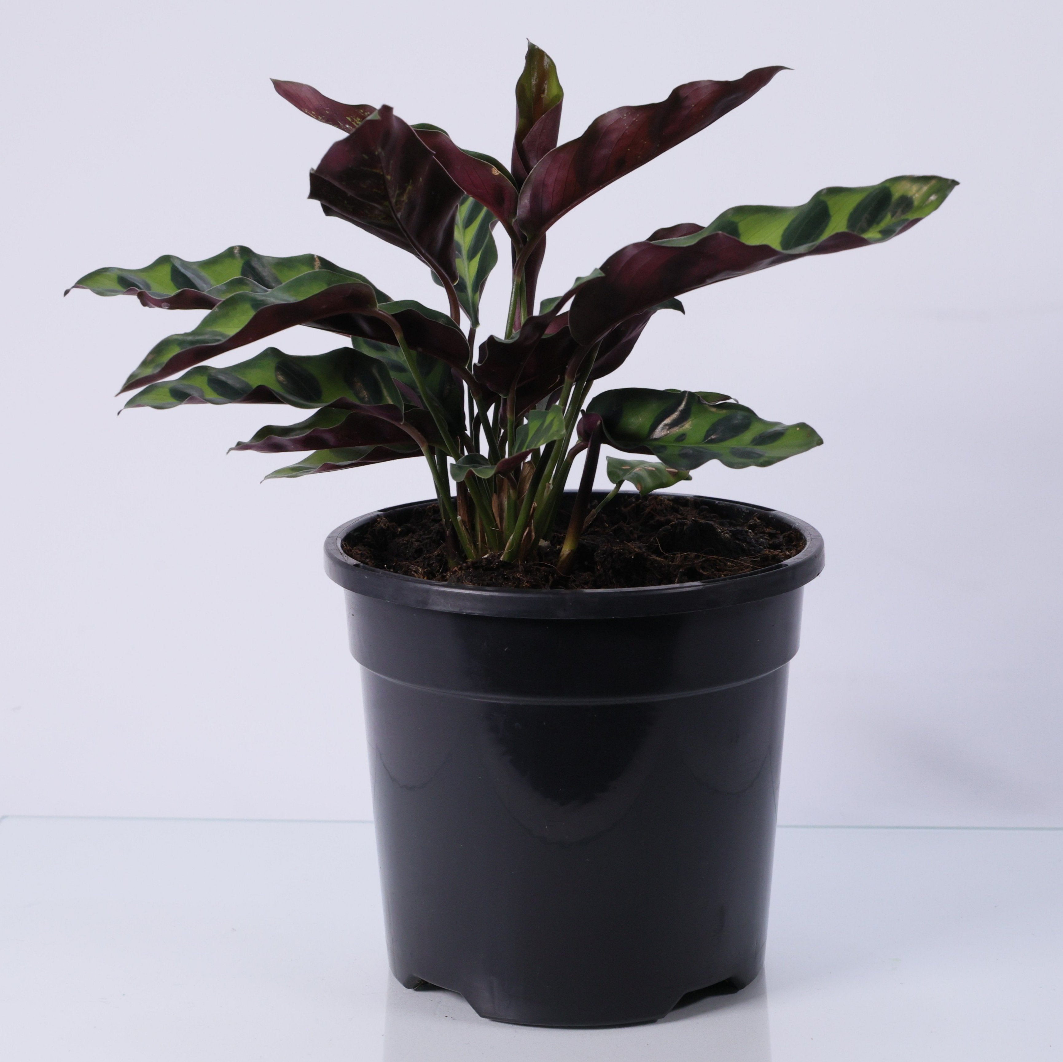 Calathea Rattlesnake (Calathea lancifolia) 130 mm