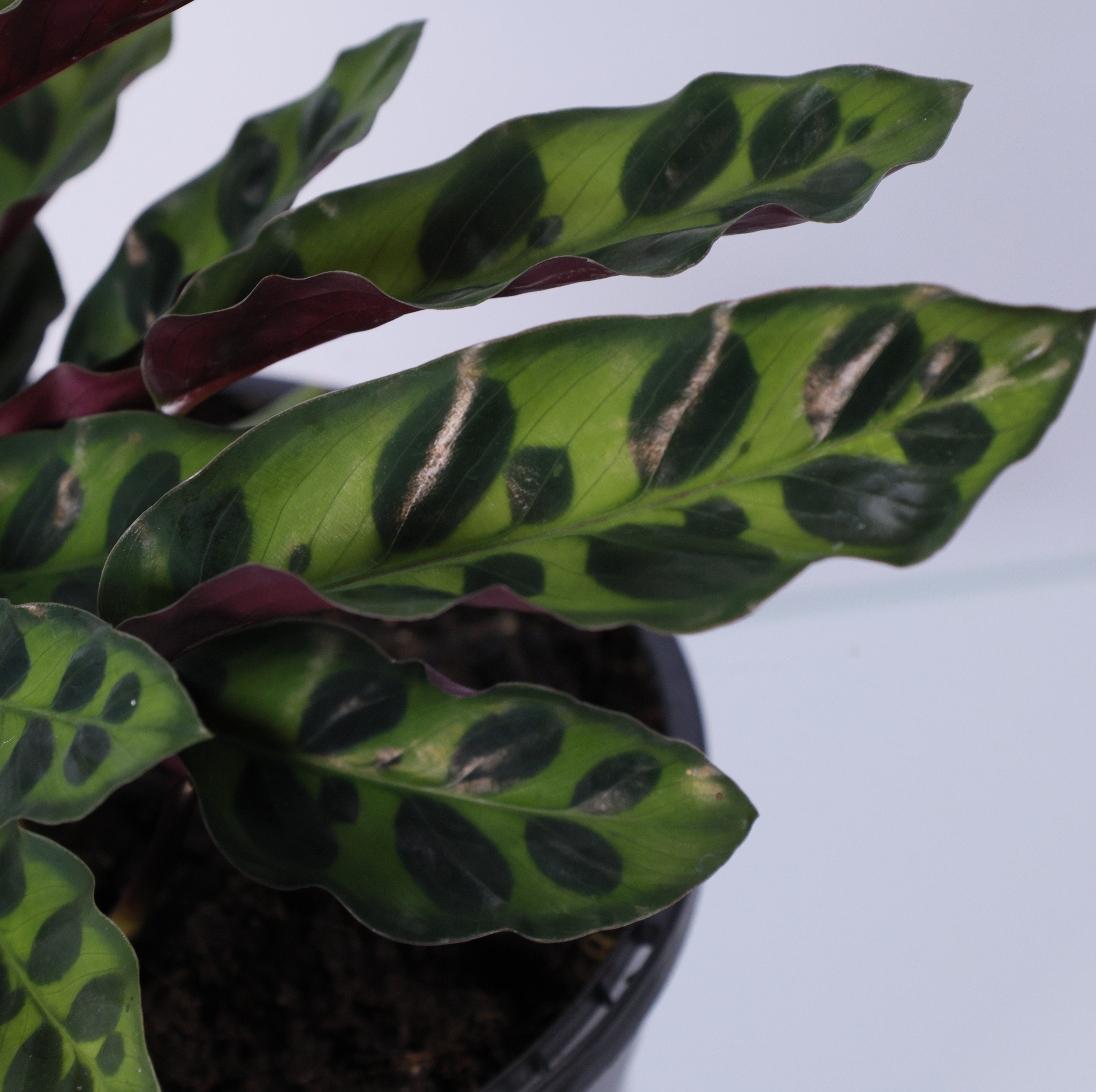 Calathea Rattlesnake (Calathea lancifolia) 130 mm