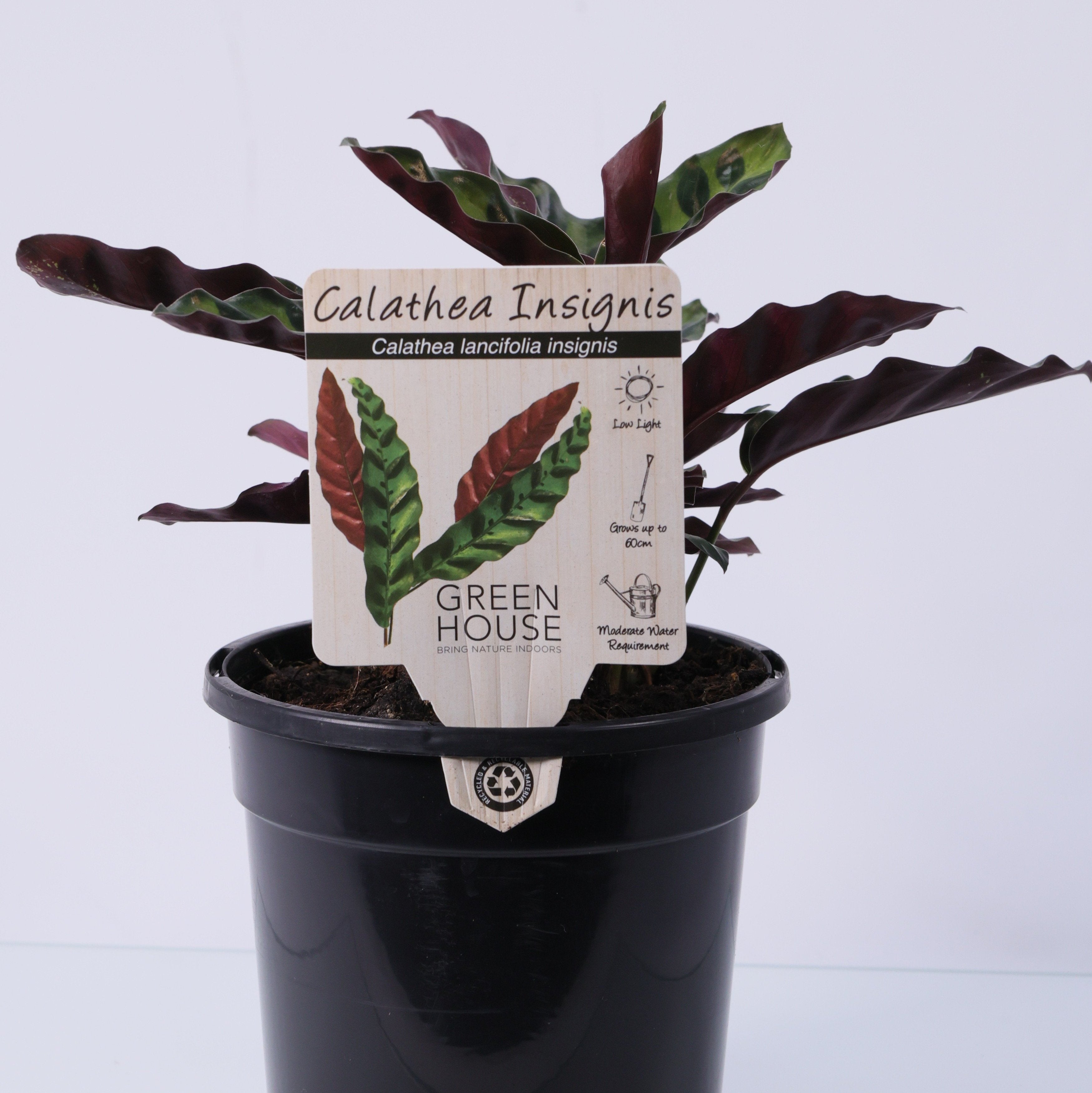 Calathea Rattlesnake (Calathea lancifolia) 130 mm