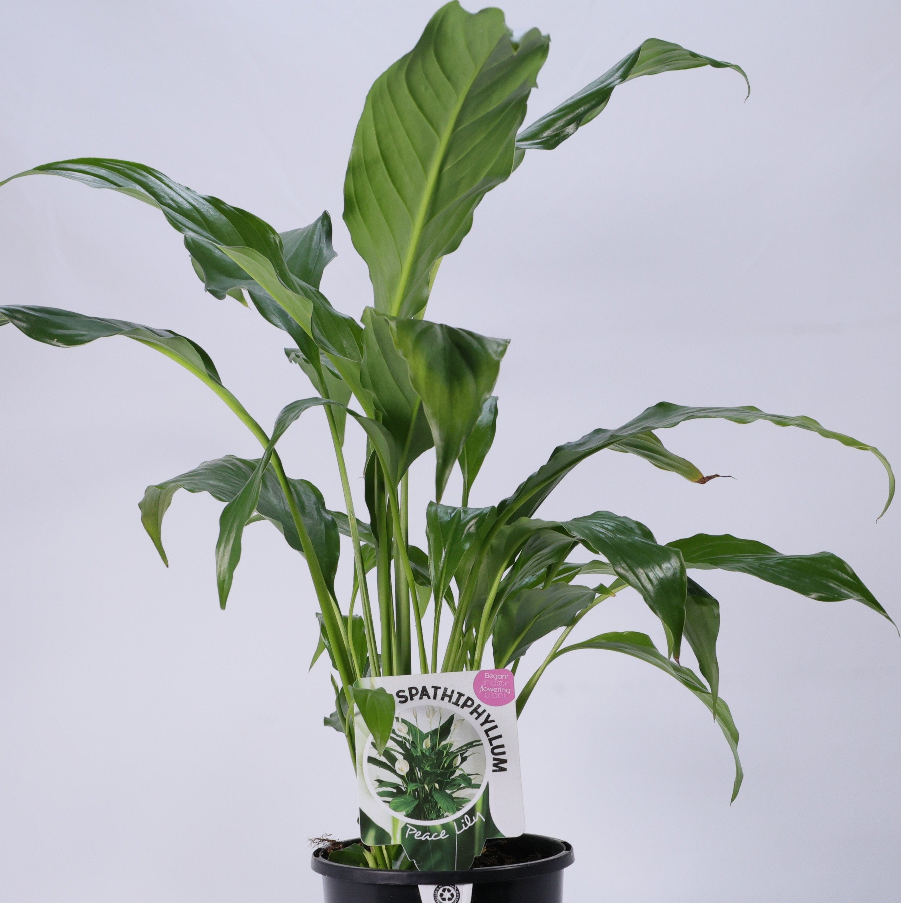 Peace Lily (Spathiphyllum wallisii) 130 mm