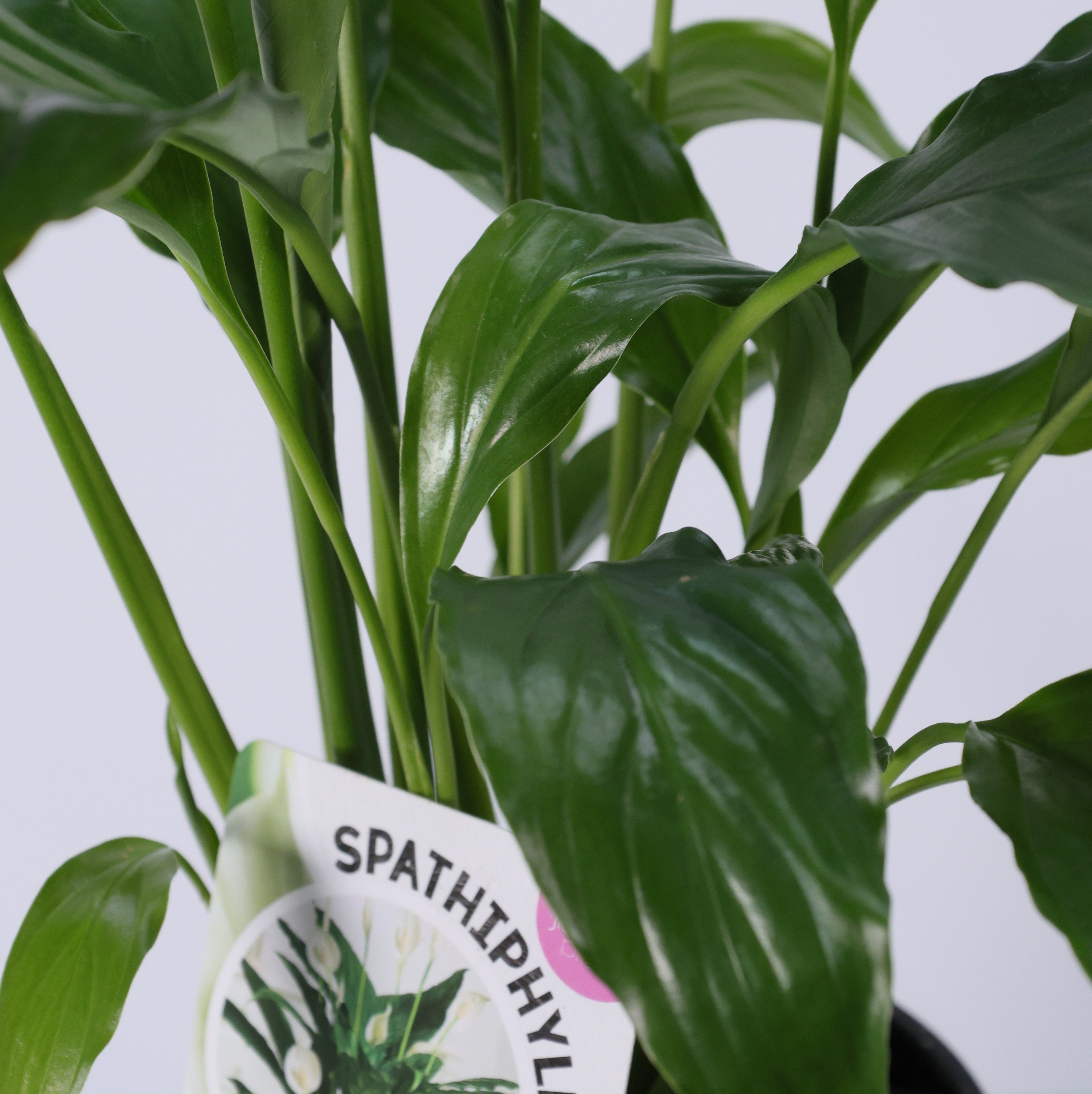 Peace Lily (Spathiphyllum wallisii) 130 mm