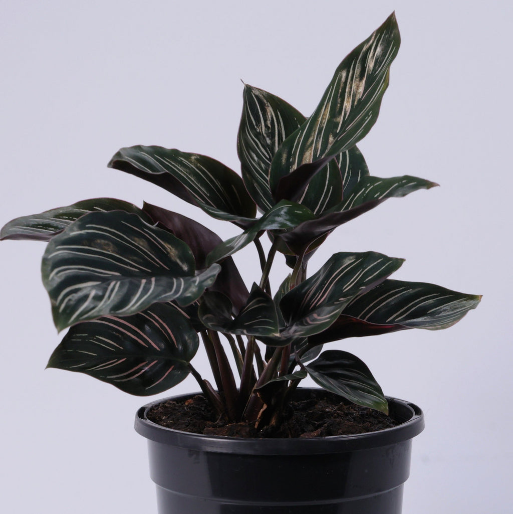 Calathea Pinstripe (Calathea ornata) 130 mm