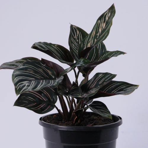 Calathea Pinstripe (Calathea ornata) 130 mm