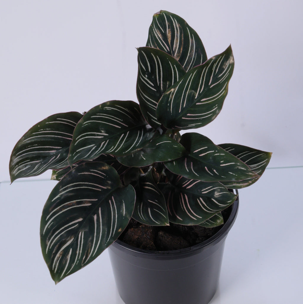 Calathea Pinstripe (Calathea ornata) 130 mm