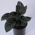 Calathea Pinstripe (Calathea ornata) 130 mm