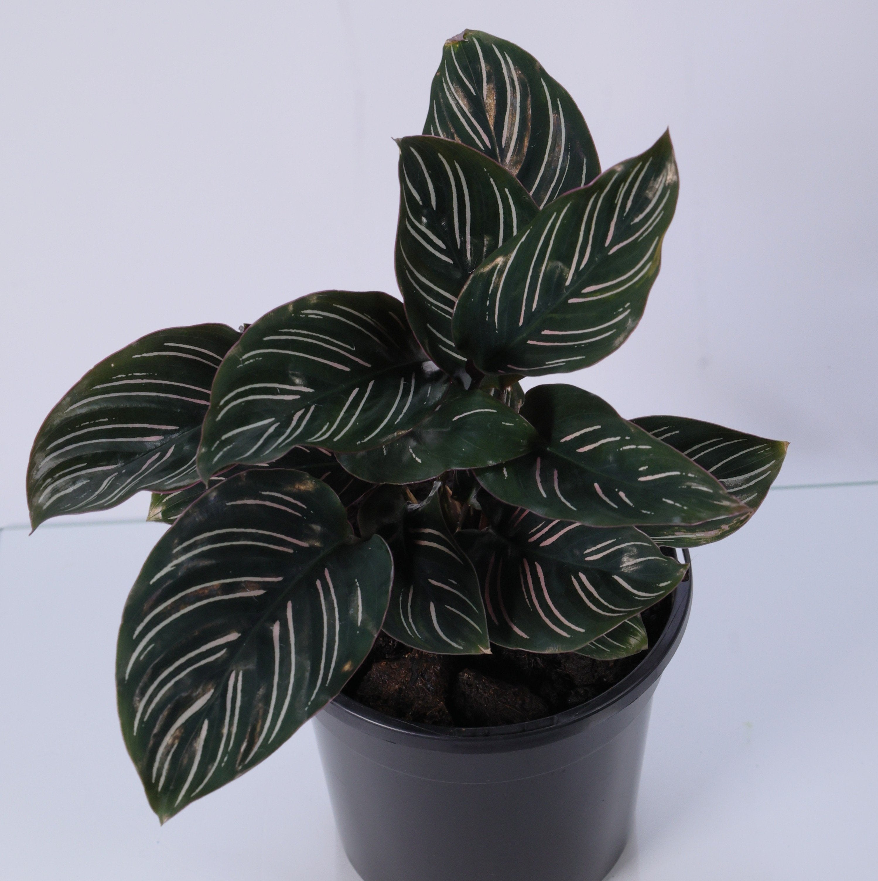 Calathea Pinstripe (Calathea ornata) 130 mm