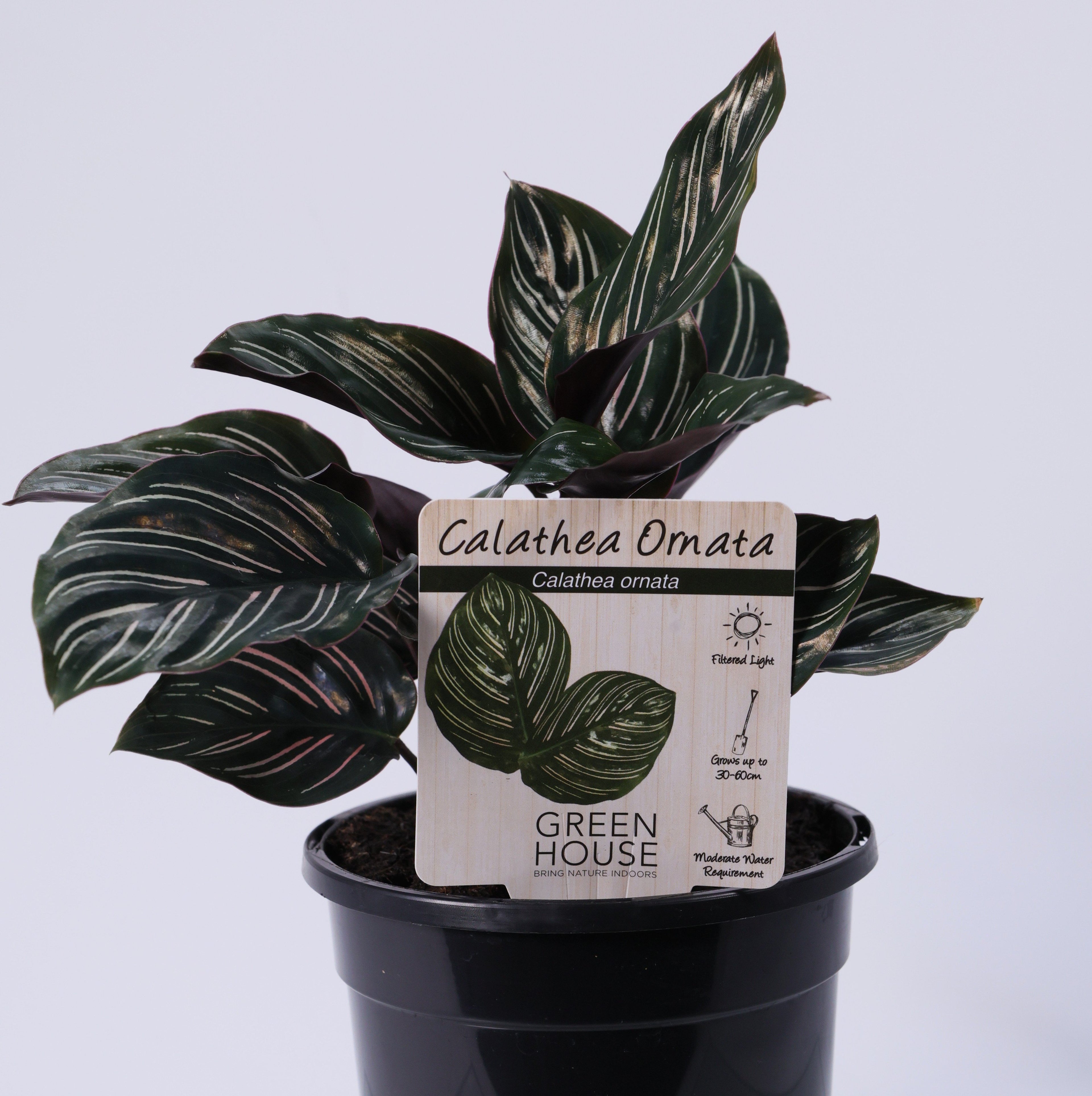 Calathea Pinstripe (Calathea ornata) 130 mm