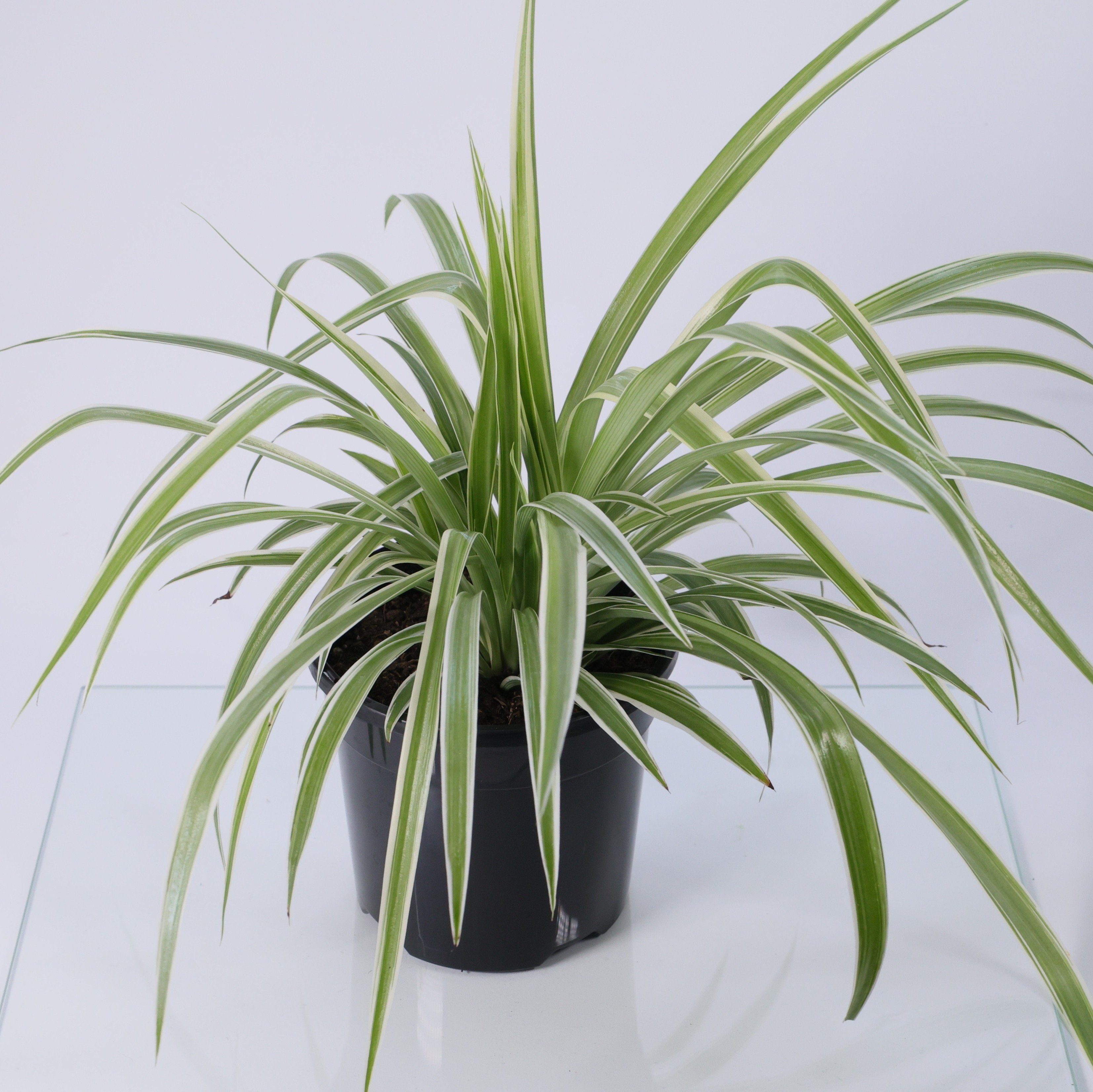 Spider Plant (Chlorophytum comosum) 130 mm