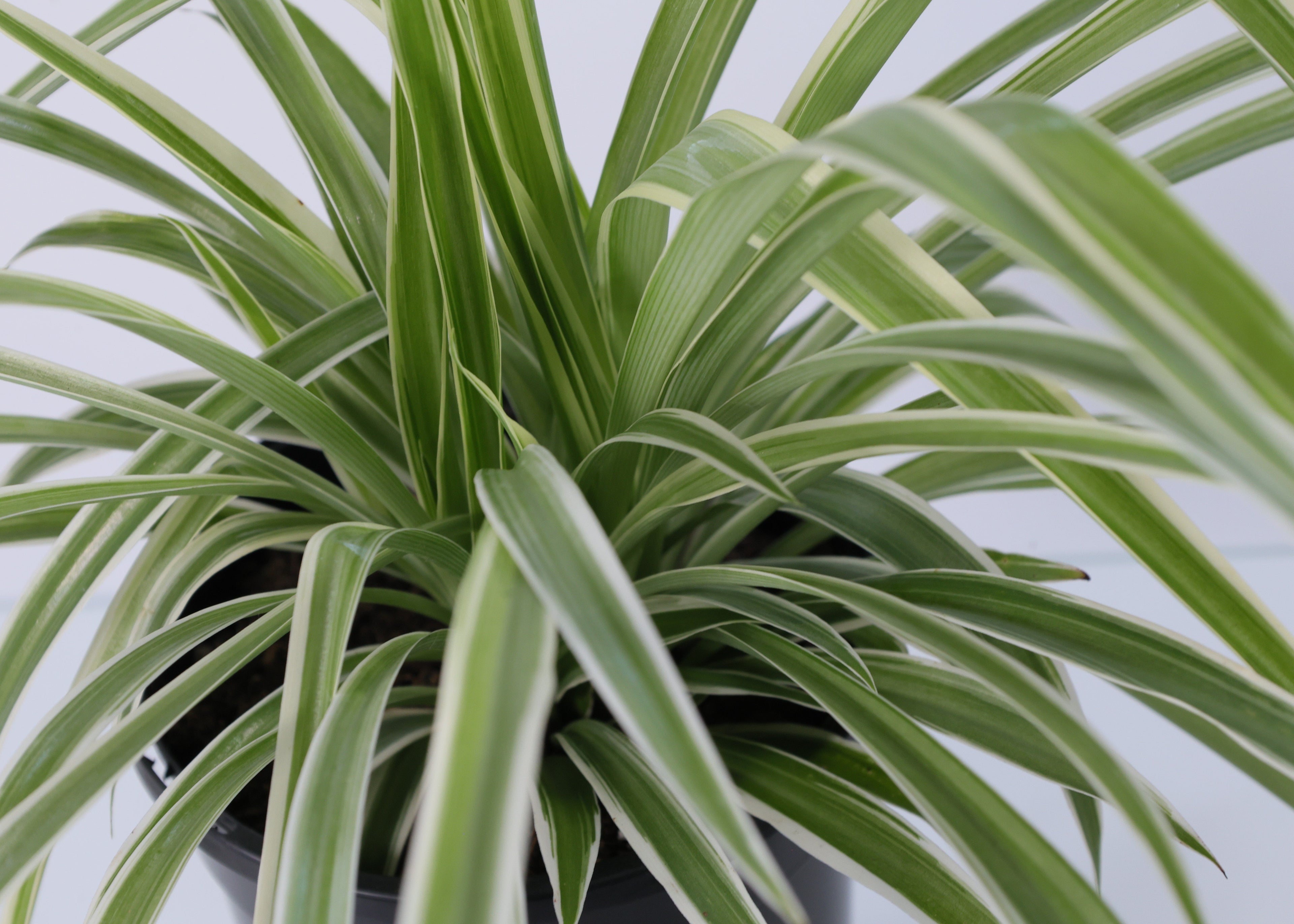 Spider Plant (Chlorophytum comosum) 130 mm