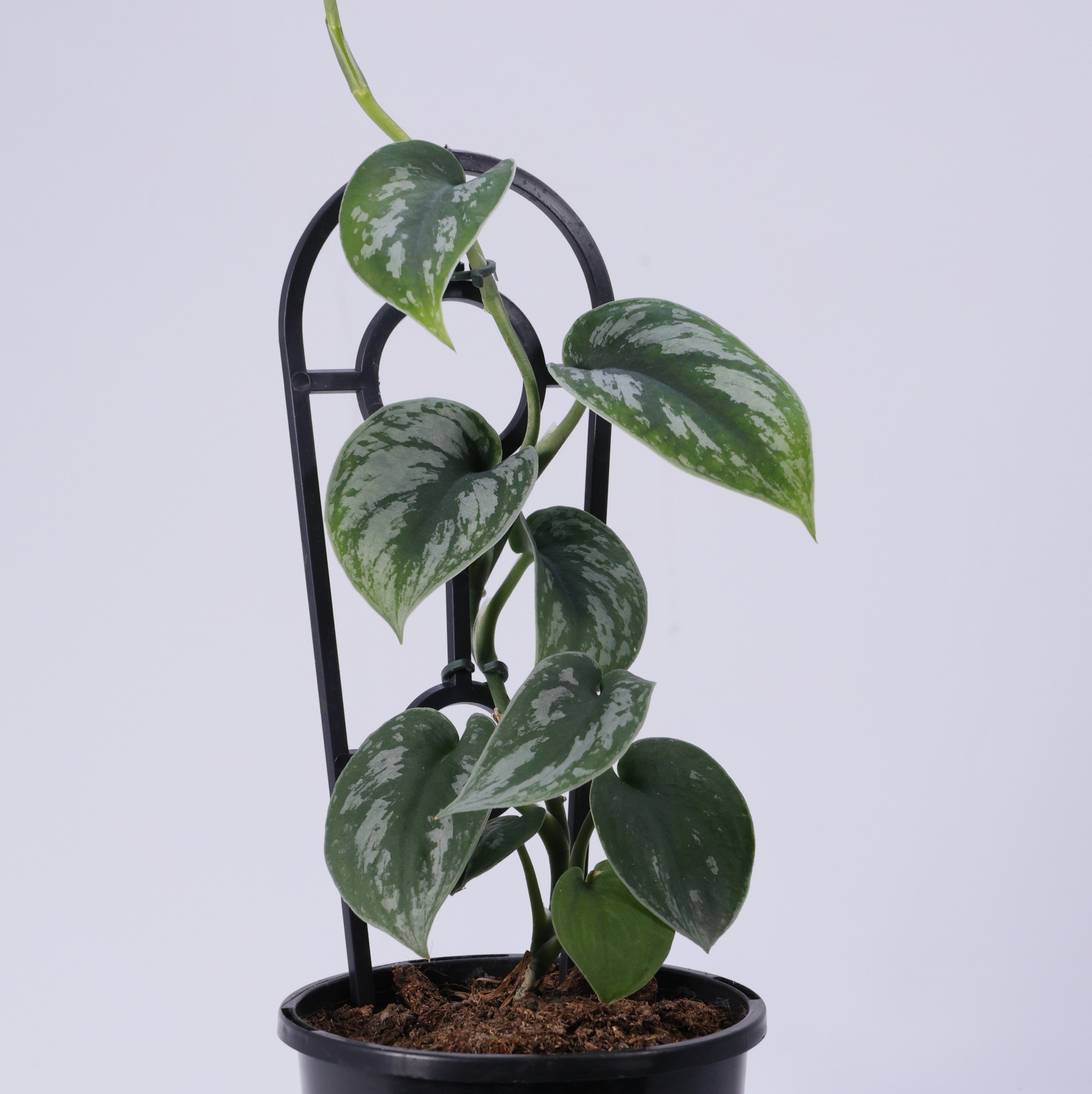 Silver Satin (Scindapsus pictus) 130 mm