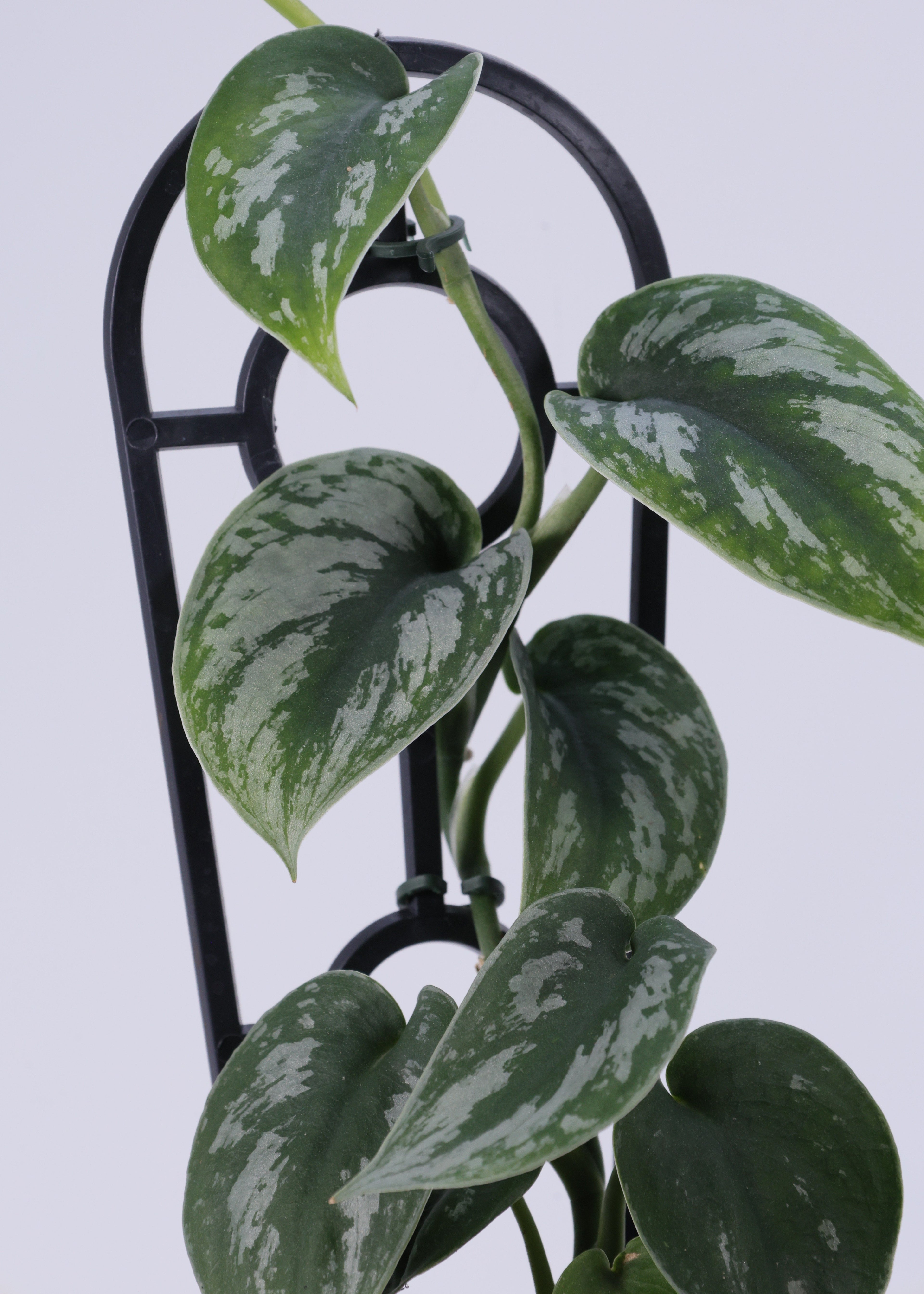 Silver Satin (Scindapsus pictus) 130 mm