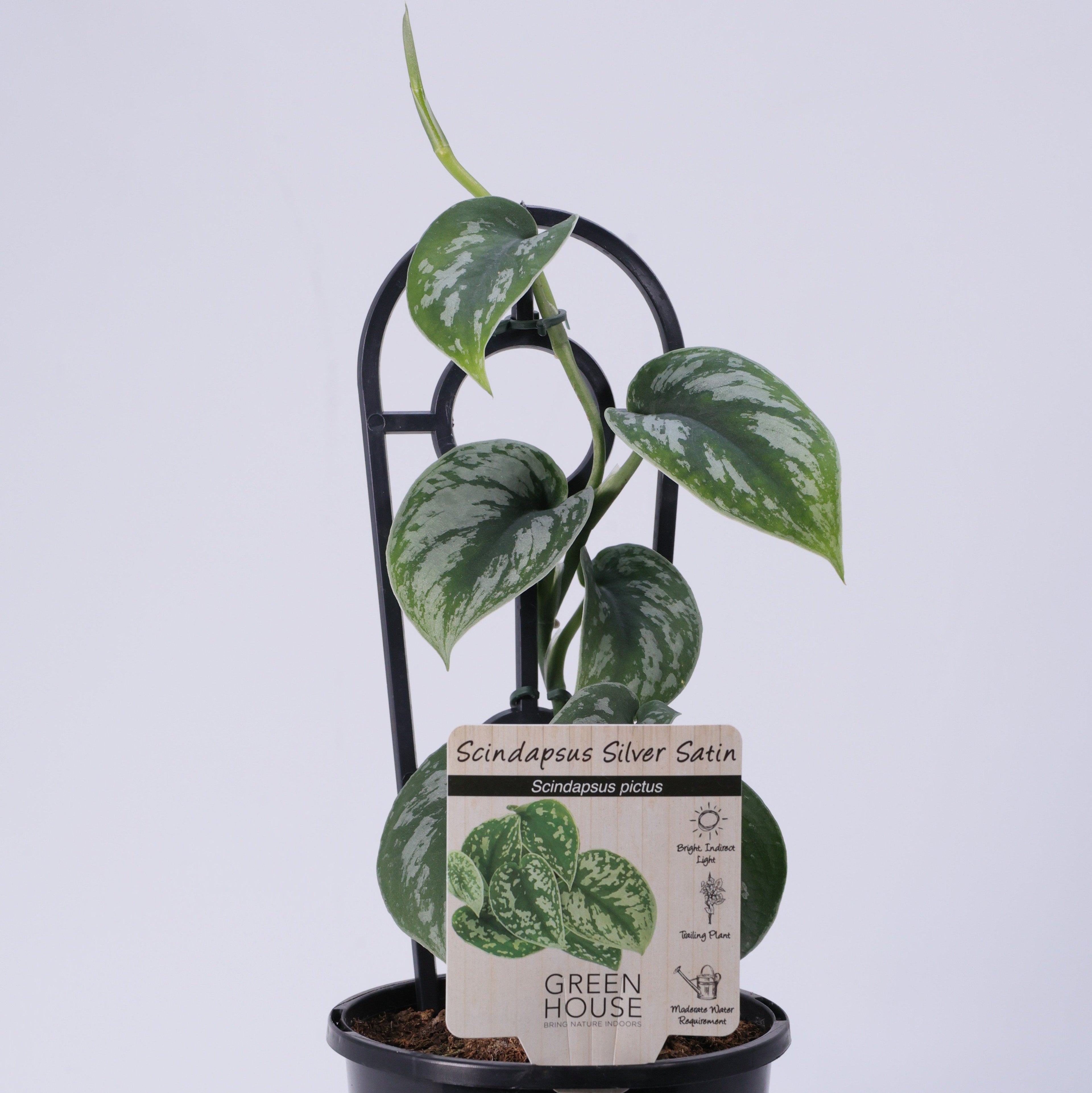 Silver Satin (Scindapsus pictus) 130 mm