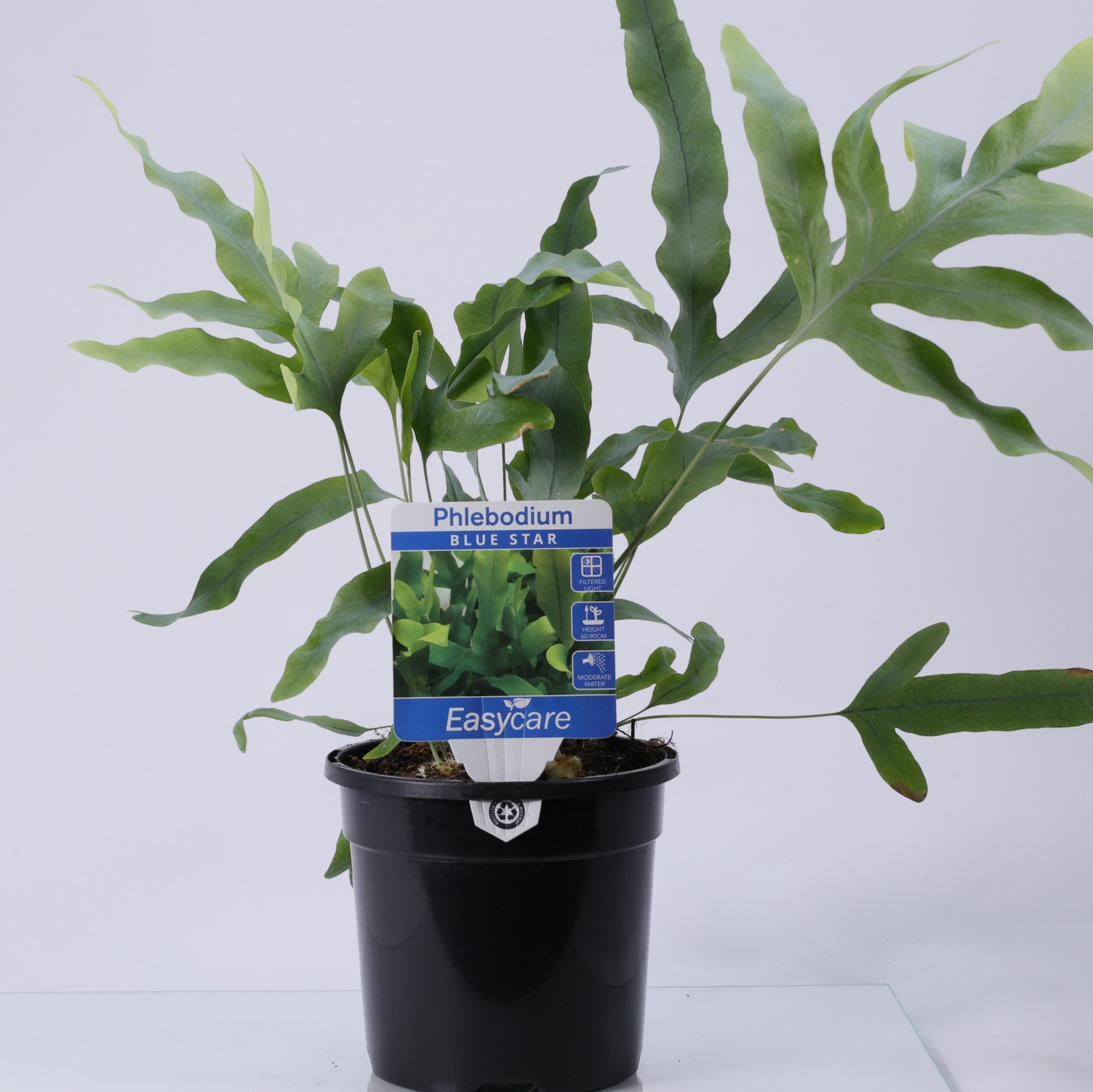 Blue Star Fern (Phlebodium aureum) 130 mm