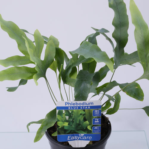 Blue Star Fern (Phlebodium aureum) 130 mm