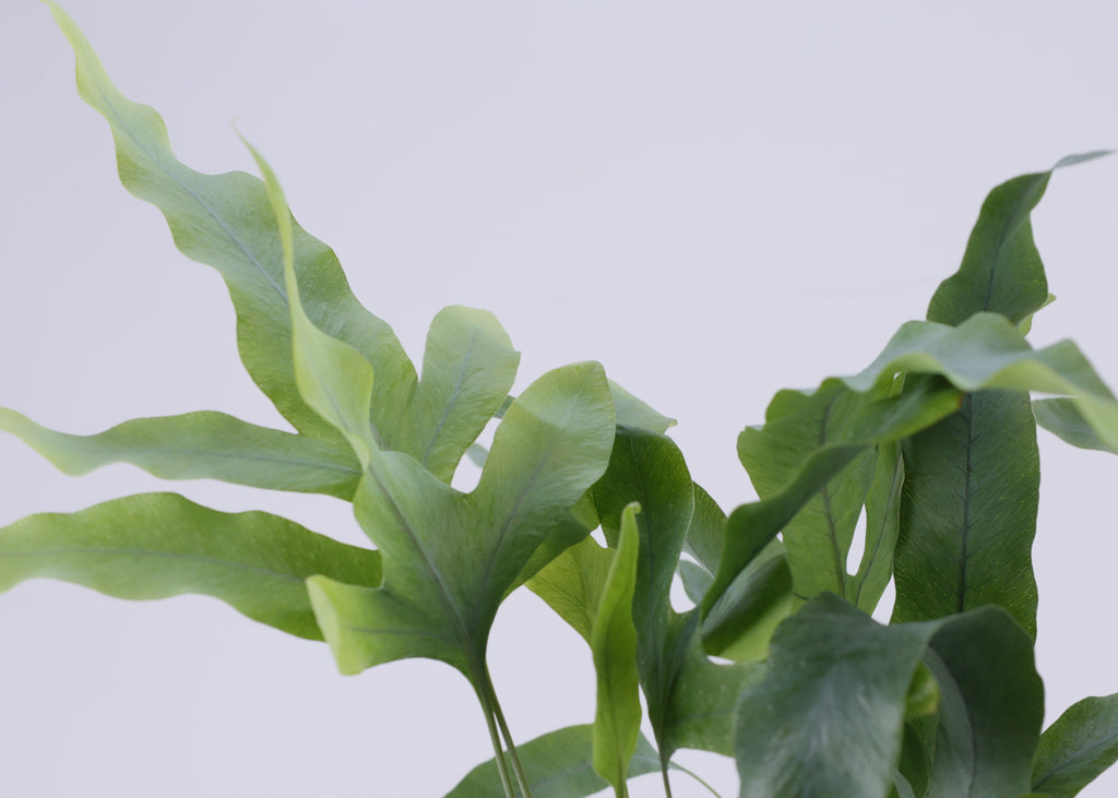 Blue Star Fern (Phlebodium aureum) 130 mm