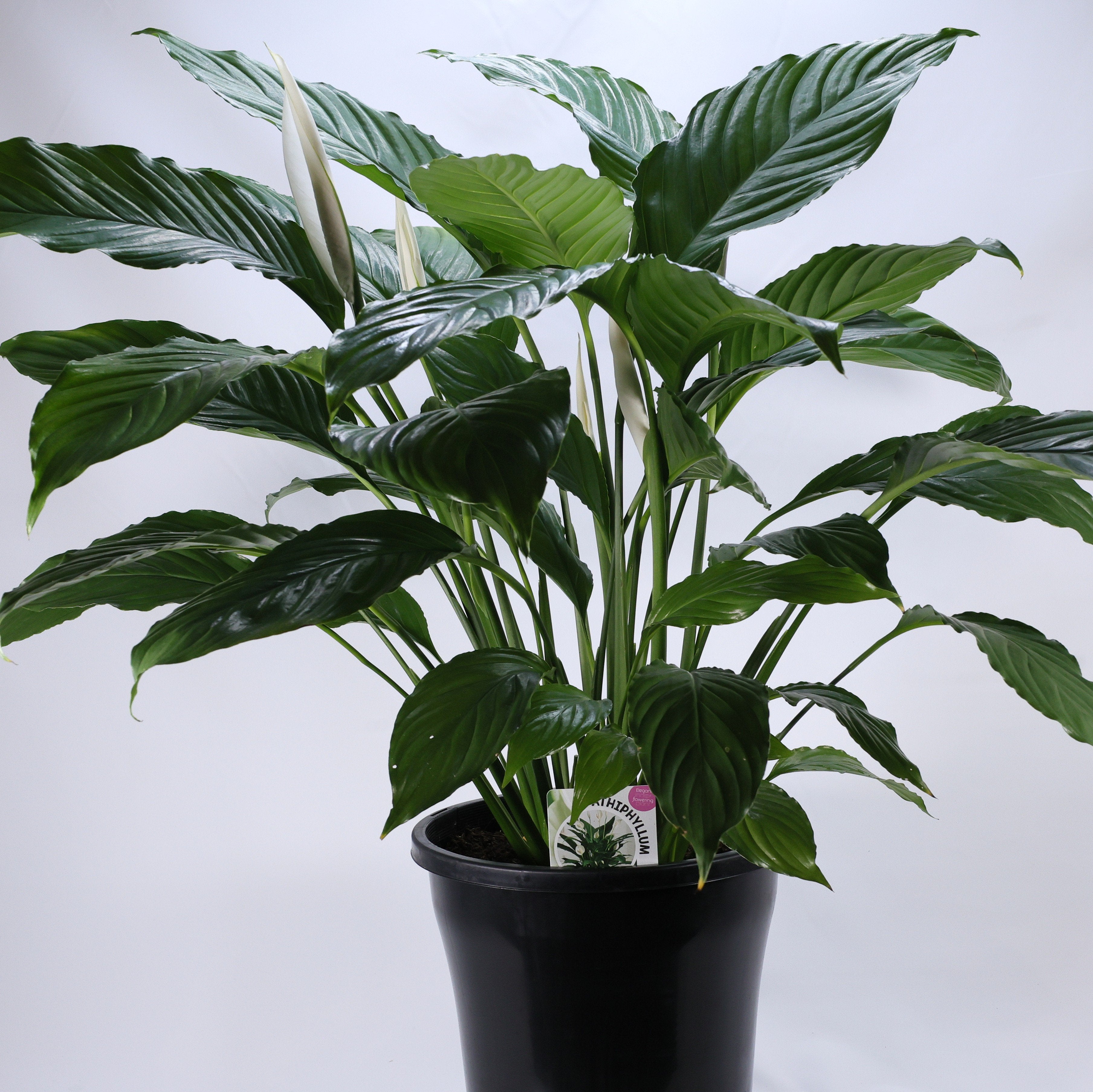 Peace Lily (Spathiphyllum wallisii) 250 mm