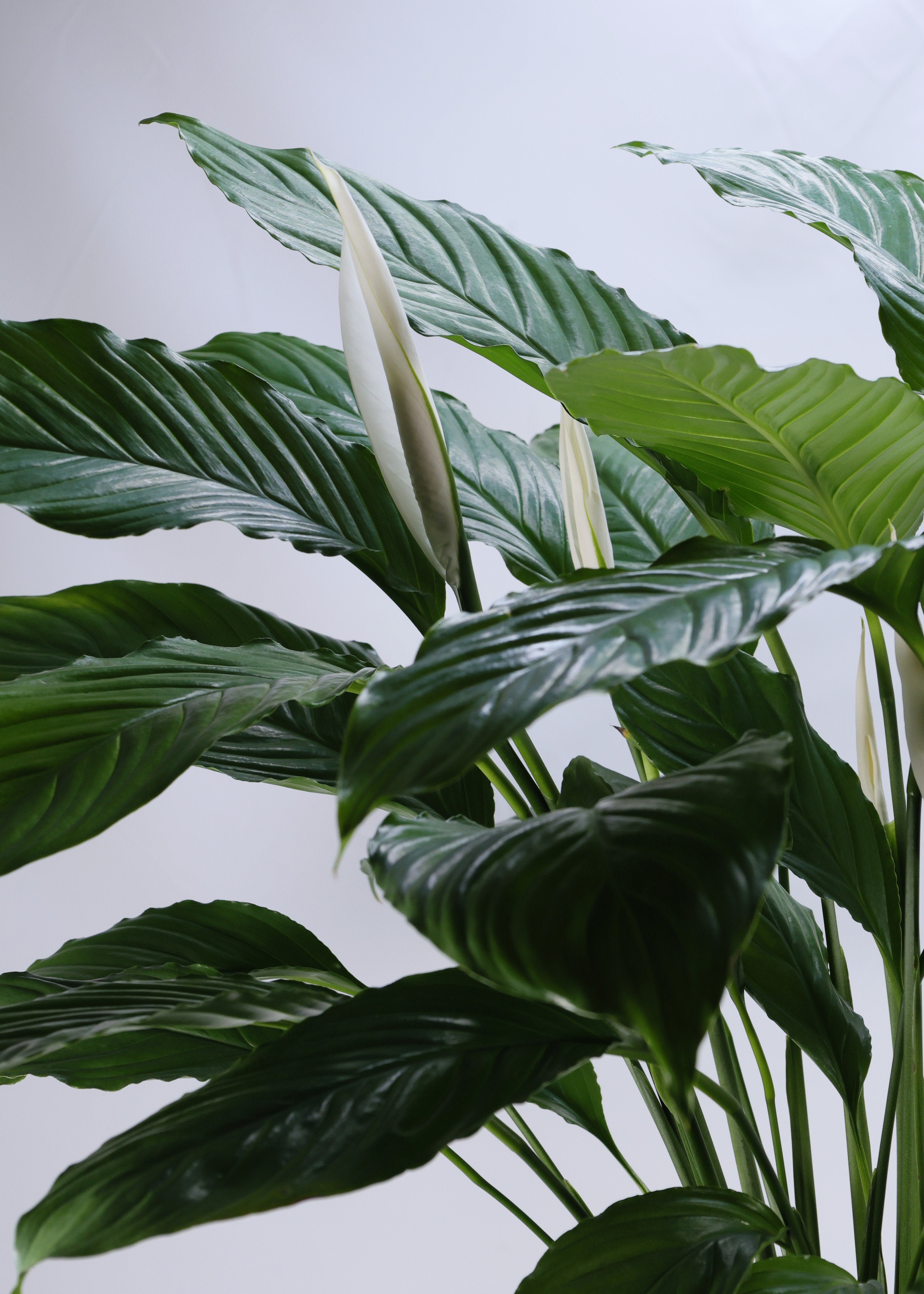 Peace Lily (Spathiphyllum wallisii) 250 mm