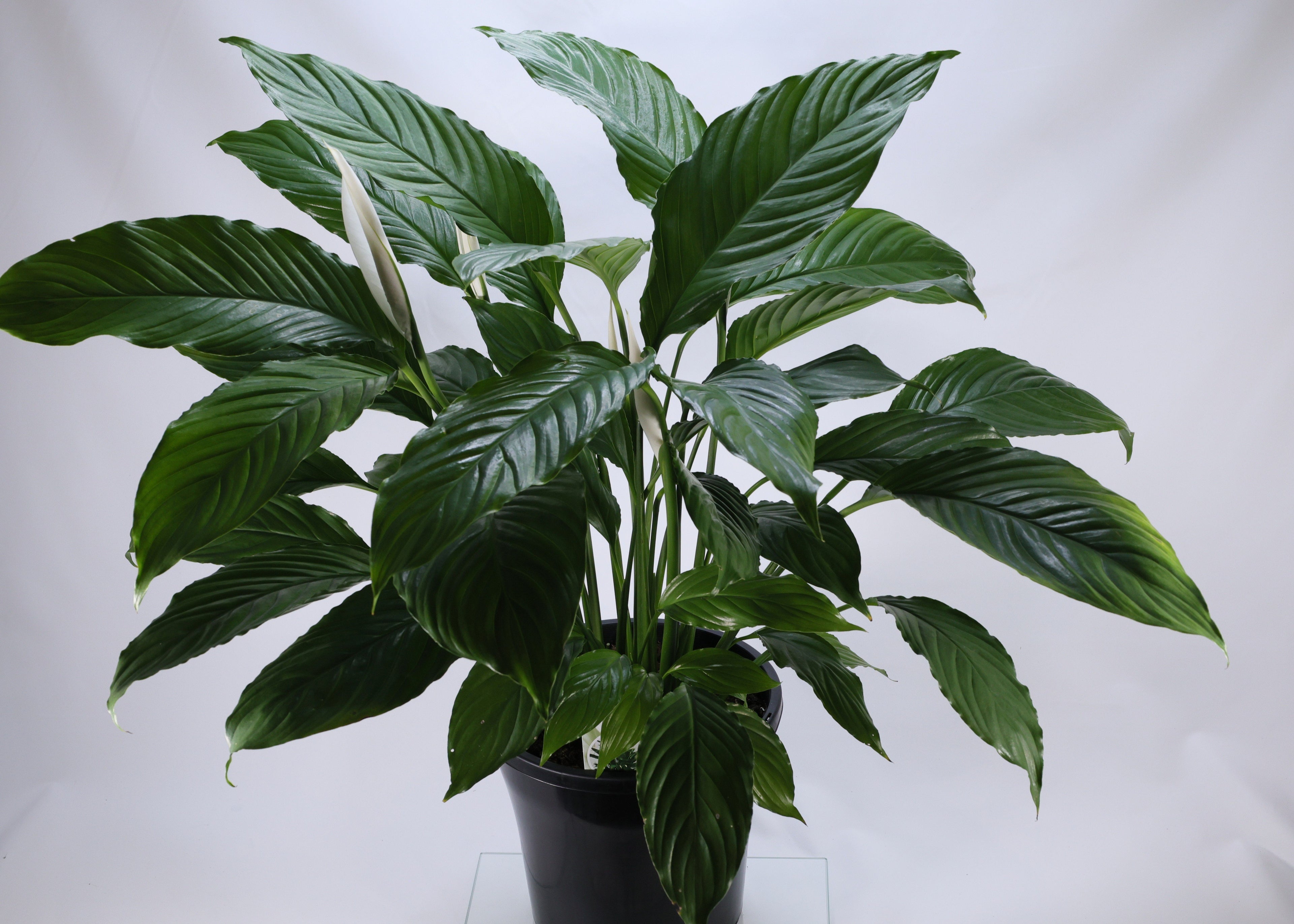 Peace Lily (Spathiphyllum wallisii) 250 mm
