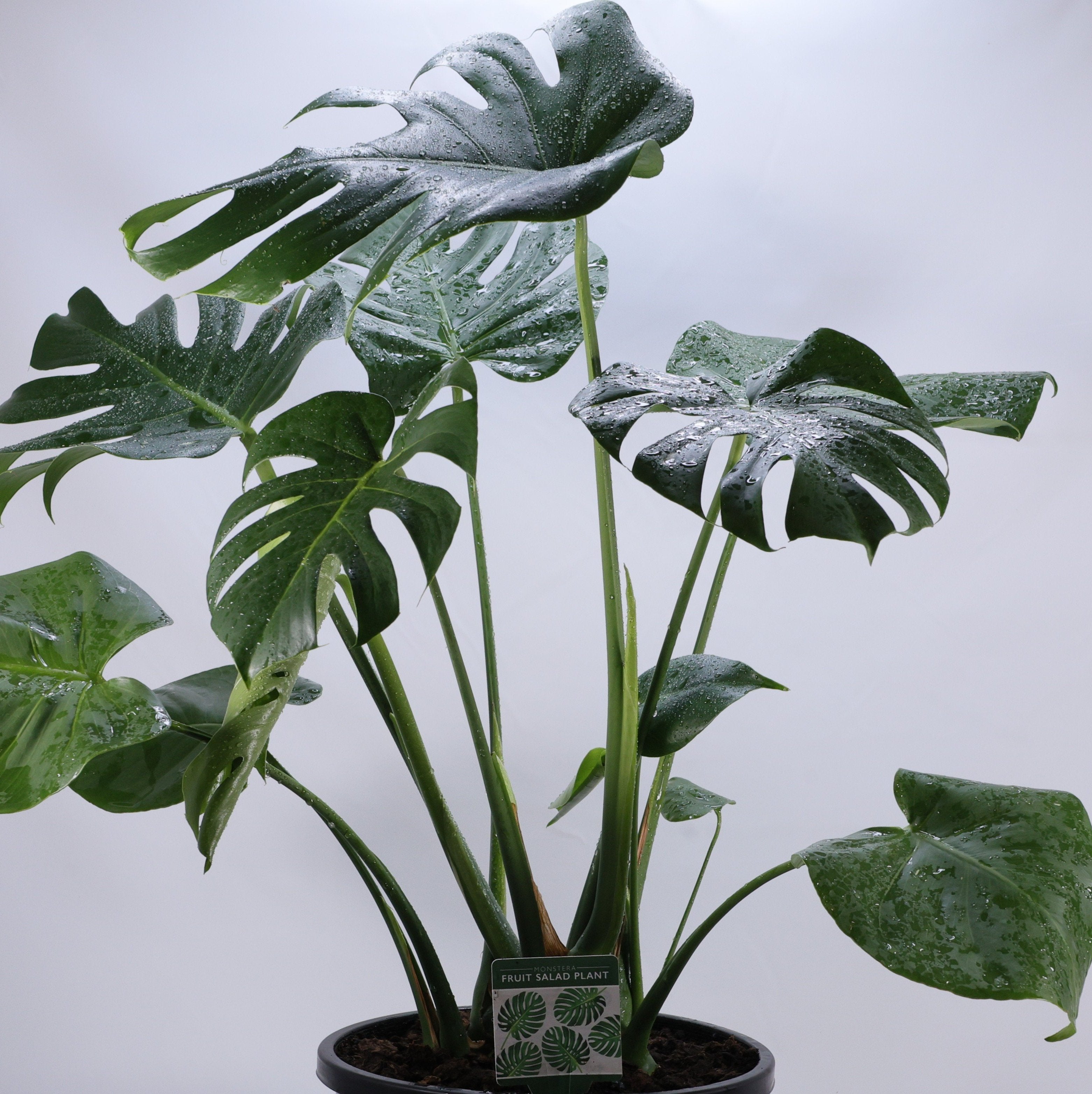 Monstera (Monstera deliciosa) 250 mm