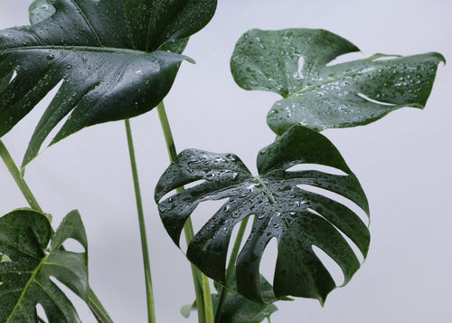 Monstera (Monstera deliciosa) 250 mm