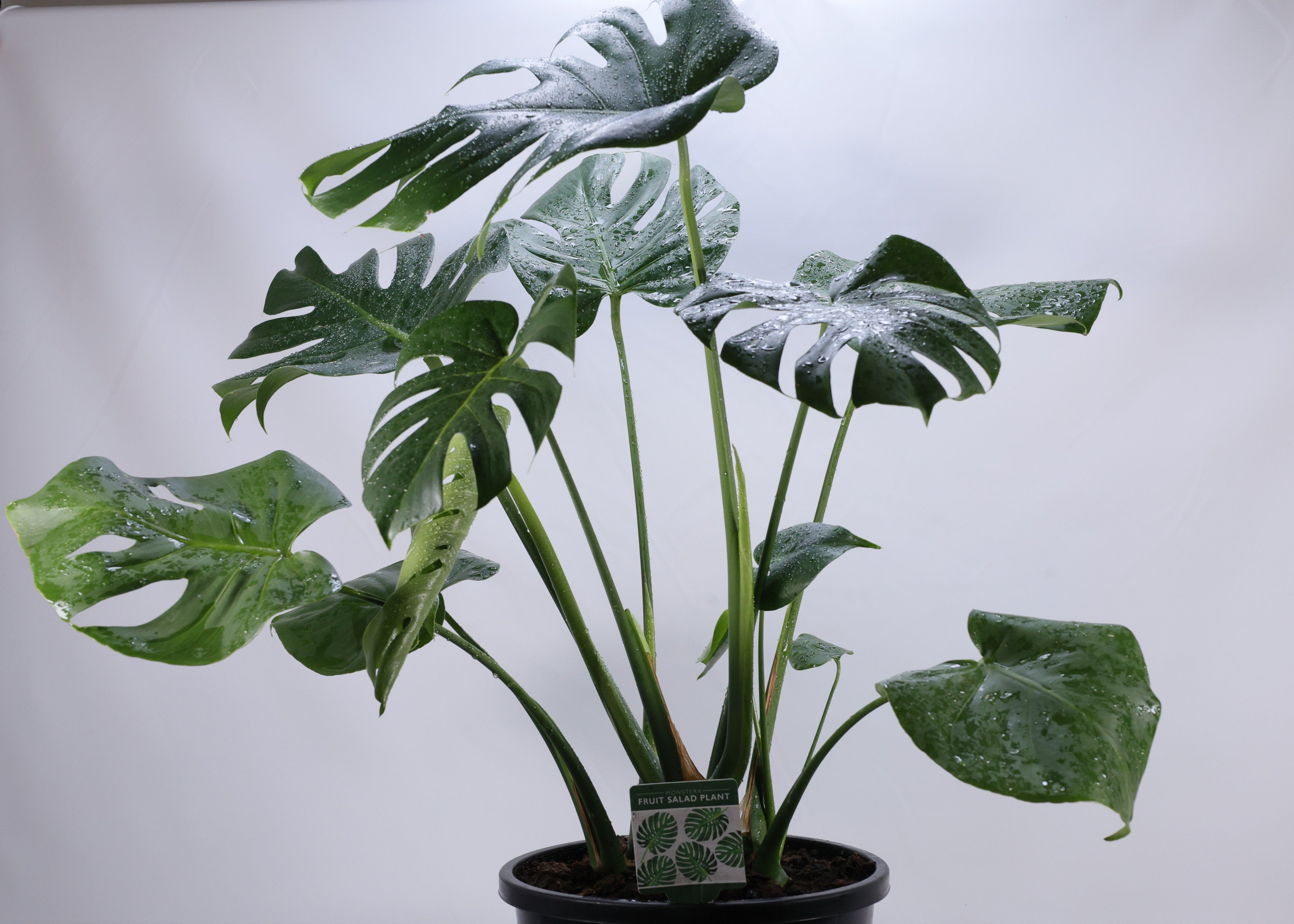 Monstera (Monstera deliciosa) 250 mm