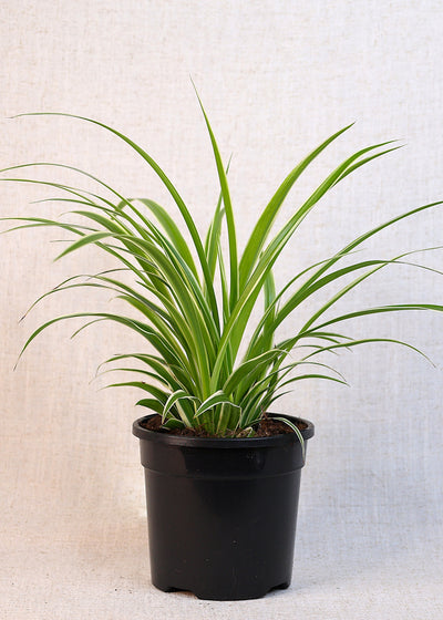 Spider Plant (Chlorophytum comosum) 130 mm