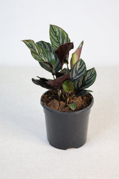 Calathea Pinstripe (Calathea ornata) 130 mm