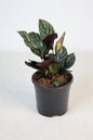 Calathea Pinstripe (Calathea ornata) 130 mm