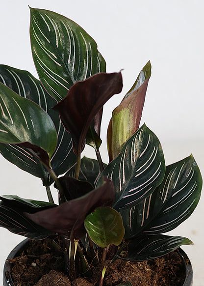 Calathea Pinstripe (Calathea ornata) 130 mm